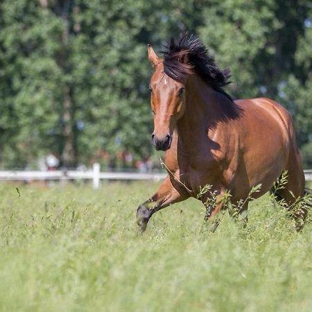 Pferdeidylle Direkt Neben Berlin In Dallgow Bagian luar foto